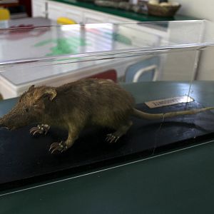 mounted Hispaniolan solenodon (Solenodon paradoxus)