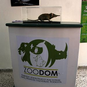 mounted Hispaniolan solenodon (Solenodon paradoxus)
