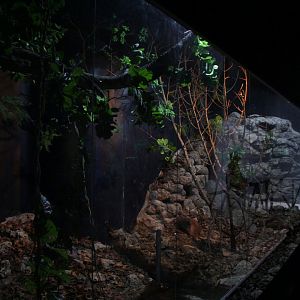 Hispaniolan Hutia (left) and solenodon (right) exhibits side by side