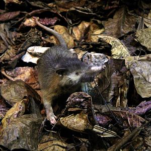 Hispaniolan solenodon (Solenodon paradoxus)