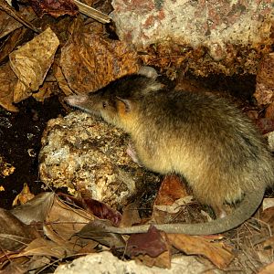 Hispaniolan solenodon (Solenodon paradoxus)