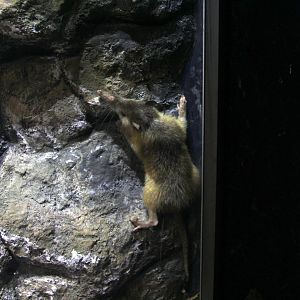 Hispaniolan solenodon (Solenodon paradoxus)
