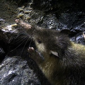Hispaniolan solenodon (Solenodon paradoxus)