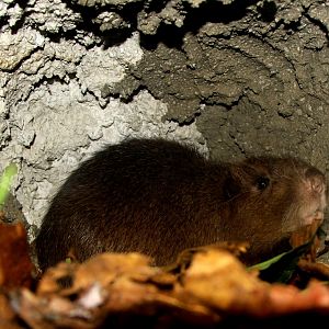 Hispaniolan hutia (Plagiodontia aedium)