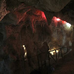 future Hispaniolan bats exhibit