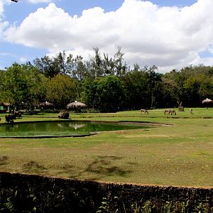Buffalo exhibit in front of Zebra exhibit