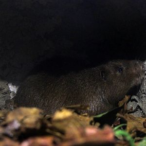 Hispaniolan hutia (Plagiodontia aedium)