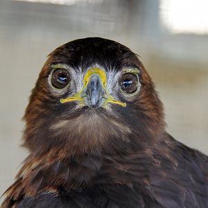red-tailed hawk (Buteo jamaicensis)