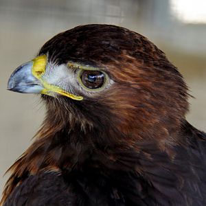 red-tailed hawk (Buteo jamaicensis)