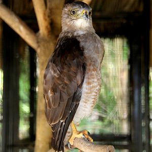 Ridgway's hawk (Buteo ridgwayi)