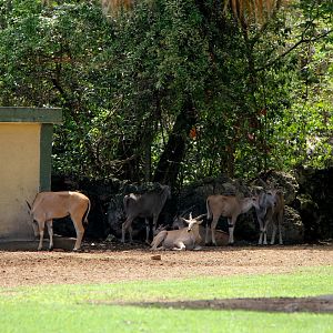 common eland (Taurotragus oryx)