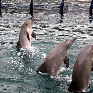 Guiana dolphin (Sotalia guianensis)
