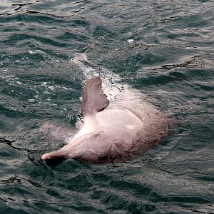 Guiana dolphin (Sotalia guianensis)