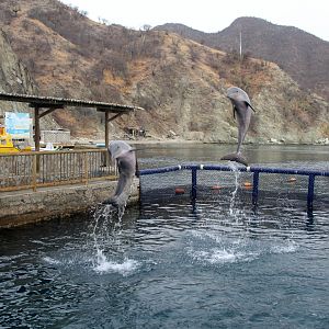 Guiana dolphin (Sotalia guianensis)