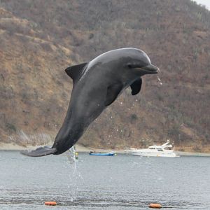 Guiana dolphin (Sotalia guianensis)