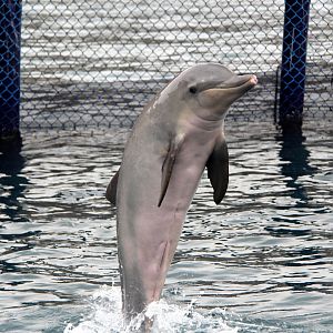 Guiana dolphin (Sotalia guianensis)