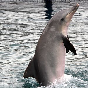 Guiana dolphin (Sotalia guianensis)