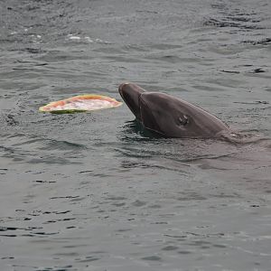 common bottlenose dolphin (Tursiops truncatus)