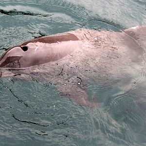 Guiana dolphin (Sotalia guianensis)