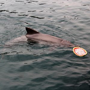 Guiana dolphin (Sotalia guianensis)