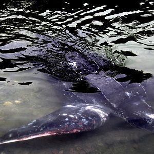 leatherback sea turtle (Dermochelys coriacea)