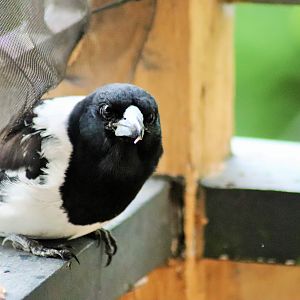Pied Butcherbird (Cracticus nigrogularis nigrogularis)