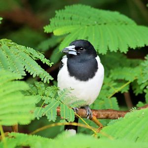 Pied Butcherbird (Cracticus nigrogularis nigrogularis)