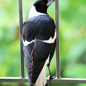 Australian Magpie (Cracticus tibicen tibicen)