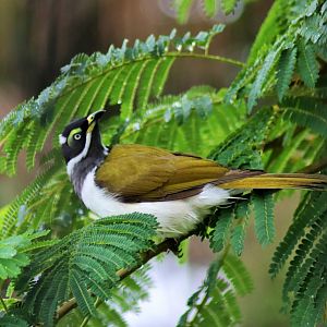 Juvenile Blue-faced Honeyeater (Entomyzon cyanotis cyanotis)