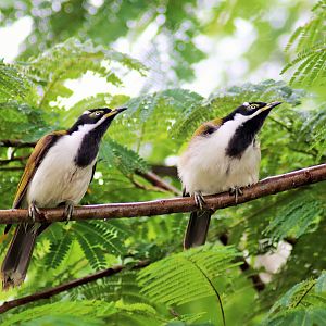 Juvenile Blue-faced Honeyeaters (Entomyzon cyanotis cyanotis)