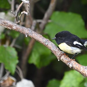 South Island tomtit