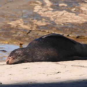 New Zealand Fur seal