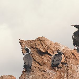King shag and Spotted shags