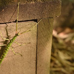 New Zealand stick insect