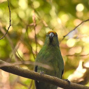 Orange-fronted kakariki