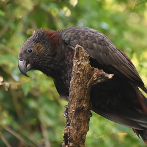 North Island kaka