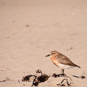 New Zealand dotterel
