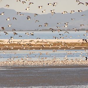 Wrybill and South Island pied oystercatcher