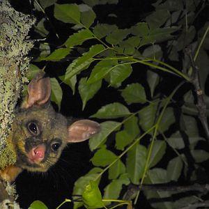 Brush-tailed possum