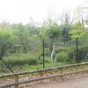 Aviary work in progress, April 2019
