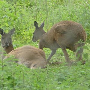 Western grey kangaroos, April 2019
