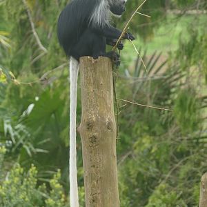 King colobus, April 2019