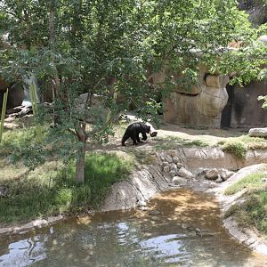 sun bear exhibit