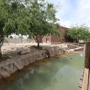 red river hog exhibit