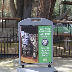 ocelot kitten sign
