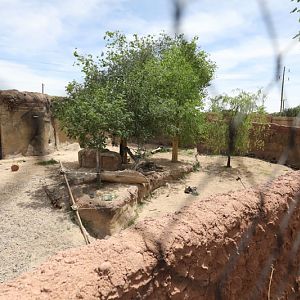 African wild dog exhibit