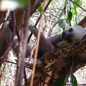 Wild Hoffmann's two-toed sloth