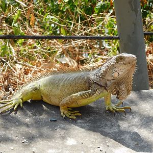 Wild green iguana