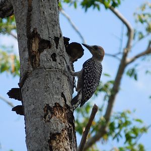 Wild red-crowned woodpecker