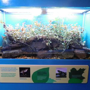 Terrarium for harlequin frogs (Atelopus limosus and A. certus)